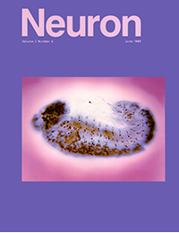 Neuron - Neurogenesis of the peripheral nervous system in Drosophila embryos: DNA replication patterns and cell lineages.
